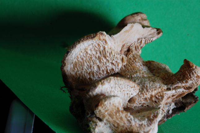 Lignicolo da determinare (Bjerkandera fumosa)